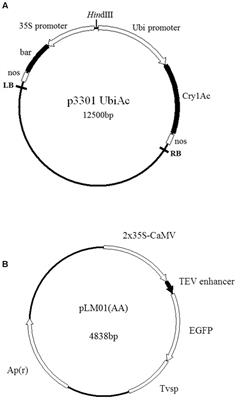 Expression of Foreign Genes Demonstrates the Effectiveness of Pollen-Mediated Transformation in Zea mays